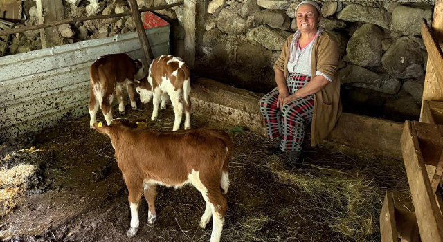 Artvin'de bir inek dördüz doğurdu, aile büyük sevinç yaşadı