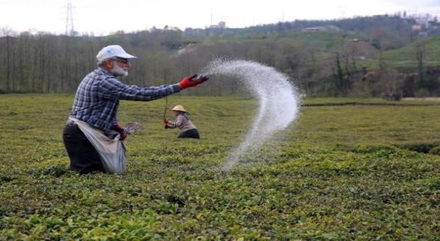 Çay üreticilerine uyarı: Verim alacağız derken kaybetmeyin