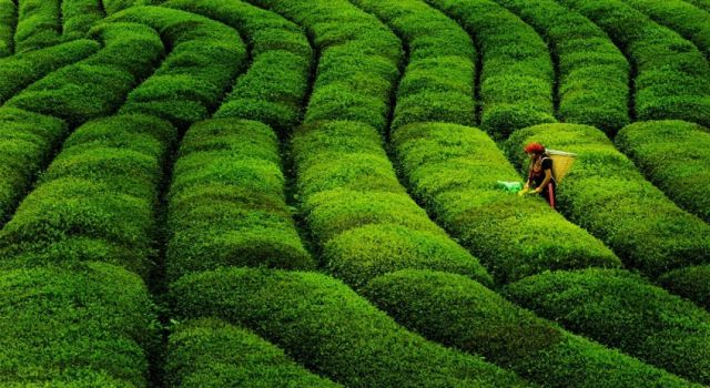 Çay hasadı için Doğu Karadeniz'e geleceklerin Kovid-19 kontrollerinin daha sıkı yapılması istendi