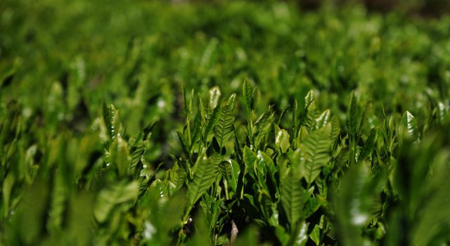 Doğu Karadeniz'de yaş çay hasadı 17 Mayıs'ta başlayacak