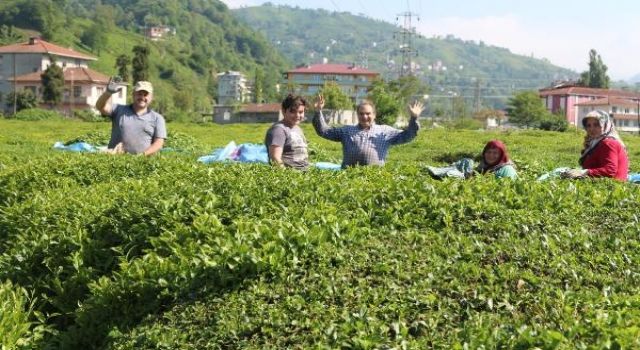 Karadeniz’de çay ve fındık göçüyle vakalar yüzde 400 arttı