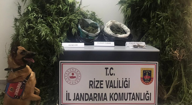 Rize'de kenevir operasyonu