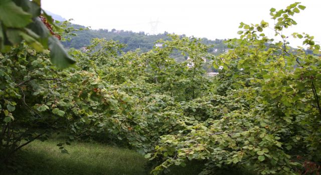 Miras yoluyla bölünen fındık bahçesi sahiplerine "kademeli destek" talebi