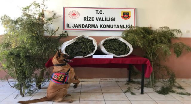 Rize'de 7 Kilo 600 Gram Skunk Ele Geçirildi