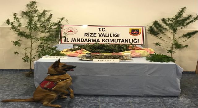 Rize'de Jandarma 4500 Gram Kenevir Ele Geçirdi.