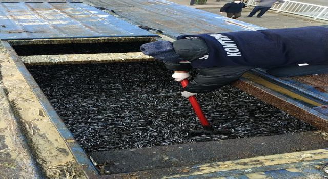 Rize'de 8 ton 300 kilo balığa el konuldu