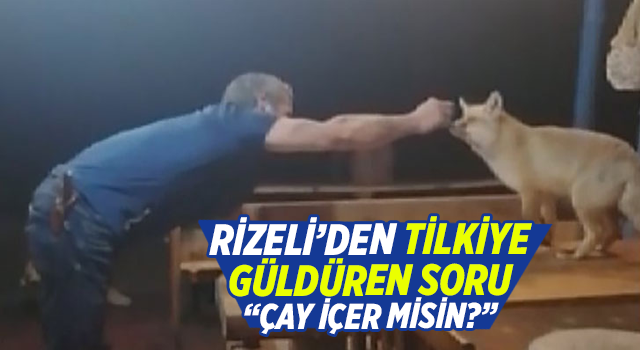 Rizeli'nin Tilki ile muhabbeti: Çay içer misin, muhlama yapayım mı sana?