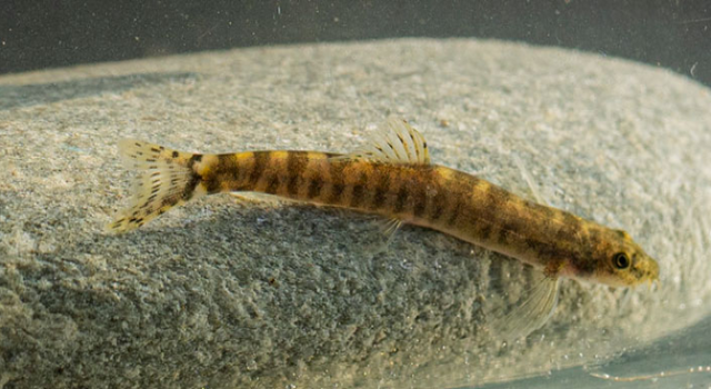 RTEÜ'lü akademisyenler Dünyanın En Çok Aranan 10 Balığından Birini Buldu