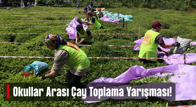 Artvin’de Çay Hasat Şenliği ve Okullar Arası Çay Toplama Yarışması Düzenlendi