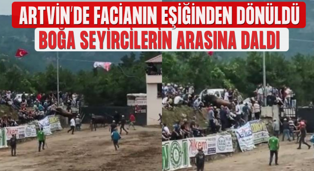 Artvin'de korkutan boğa güreşi! Rakibinden kaçıp seyircinin arasına daldı