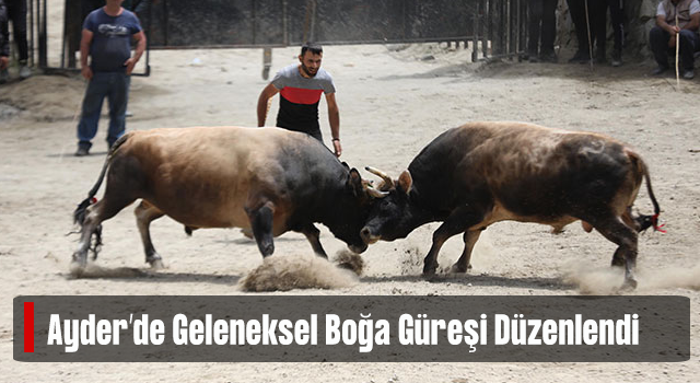 Ayder'de boğa güreşleri nefes kesti