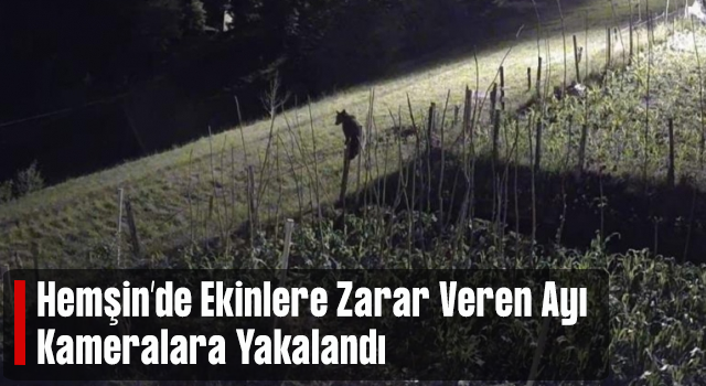 Bahçeye ekilen ürünlere zarar veren ayı kameralara yakalandı