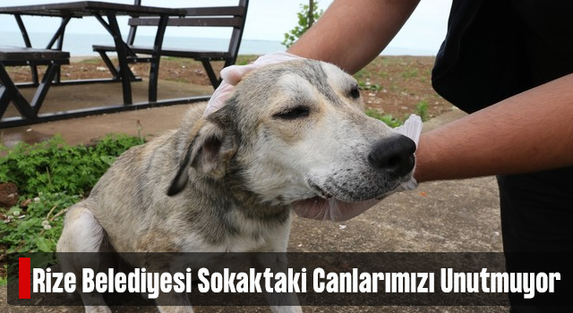 Rize Belediyesi Sokak Hayvanlarına Şefkat Eli Uzatıyor