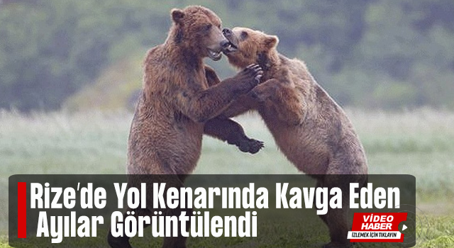 Rize'de kara yolu kenarında kavga eden ayılar görüntülendi