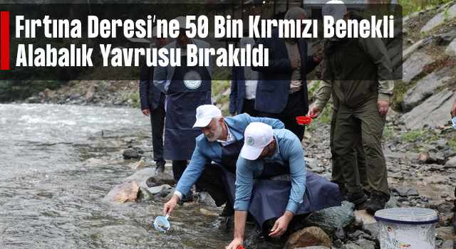 Fırtına Deresi'ne 50 bin kırmızı benekli alabalık yavrusu bırakıldı