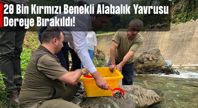 Rize'de 20 bin kırmızı benekli alabalık yavrusu derelere bırakıldı