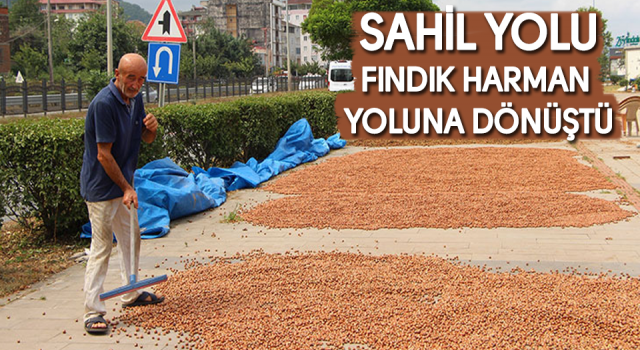 Sahil Yolu fındıkçılar için harman yeri oldu