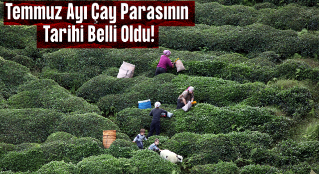 Yaş Çay ve Organik Fark Parası Ödeme Günü Belli Oldu