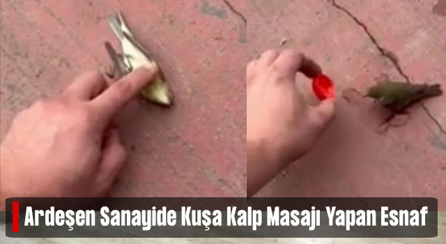 Rize'de iş yeri sahibi hareketsiz halde bulduğu serçeye kalp masajı yaptı