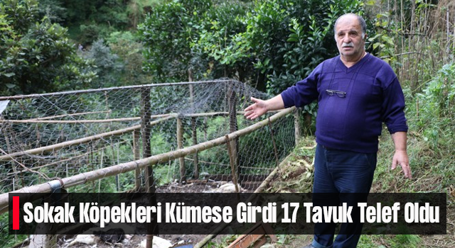 Rize'de Sokak Köpekleri Kümese Girdi, 17 Tavuğu Telef Etti