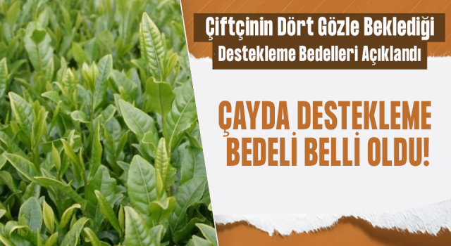 Yaş Çay Destekleme Bedeli Belli Oldu