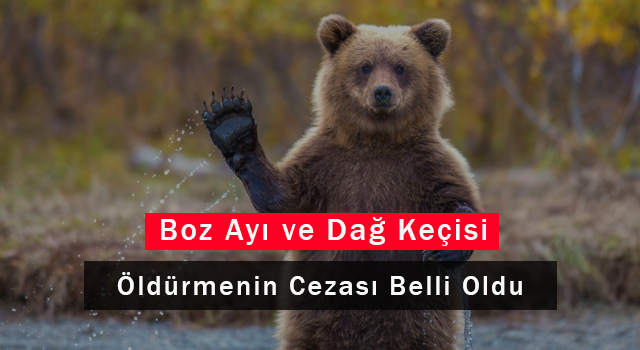 Boz Ayı Ve Yaban Keçisi Öldürmenin Cezası Belli Oldu