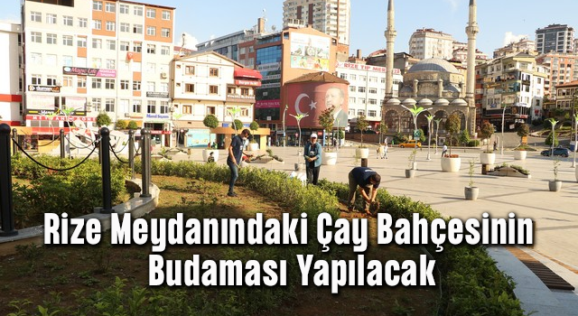 Rize Meydanındaki Çay Bahçesinin Budaması Yapılacak