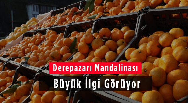 Derepazarı Mandalinası Büyük İlgi Görüyor