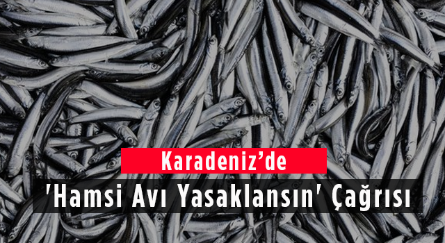 Karadeniz'de Hamsi Avı Yasaklansın Çağrısı