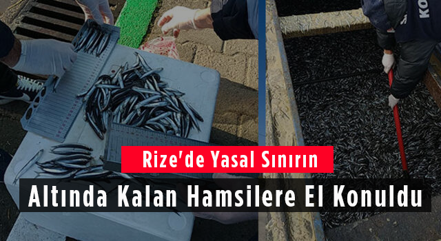 Rize'de Yasal Sınırının Altında Kalan Hamsilere El Konuldu