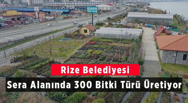 Rize Belediyesi Sera Alanında 300 Bitki Türü Üretiyor