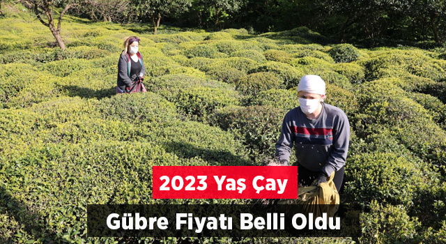 2023 YAŞ ÇAY GÜBRE FİYATI BELLİ OLDU