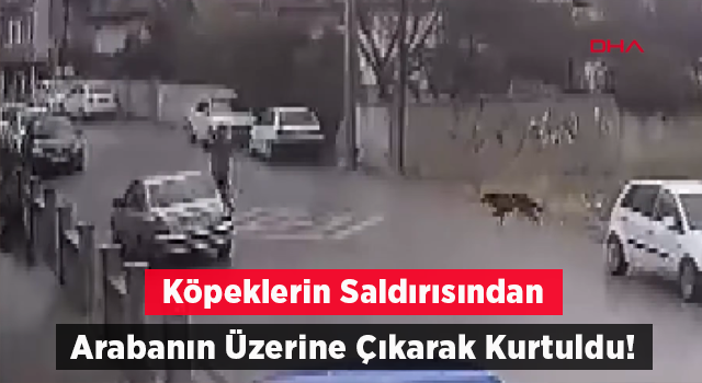 Köpeklerin saldırısından aracın üstüne çıkarak kurtuldu; o anlar kamerada