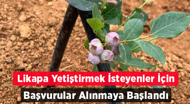 Likapa yetiştirmek isteyenler için başvurular başladı, İşte şartlar