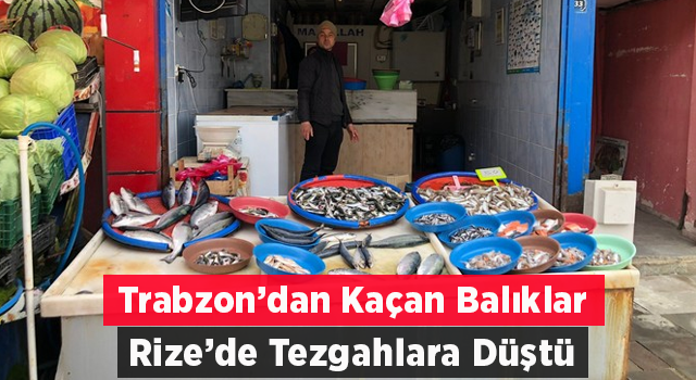 Trabzon’dan Kaçan Somonlar Rize’de Tezgaha Düştü