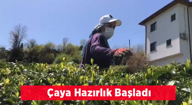 Doğu Karadeniz’de 2023 Yılı Yaş Çay Sezonu Hazırlıkları Başladı