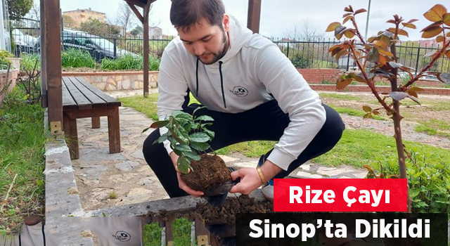 Rize Çayı Sinop’ta Dikildi