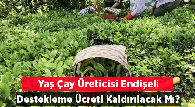 Yaş Çayda Destekleme Kaldırılacak mı?