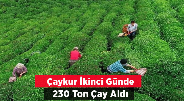 ÇAYKUR 2. Gün 230 Ton Yaş Çay Aldı