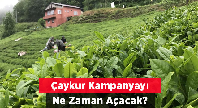 Çaykur kampanyayı ne zaman açacak?