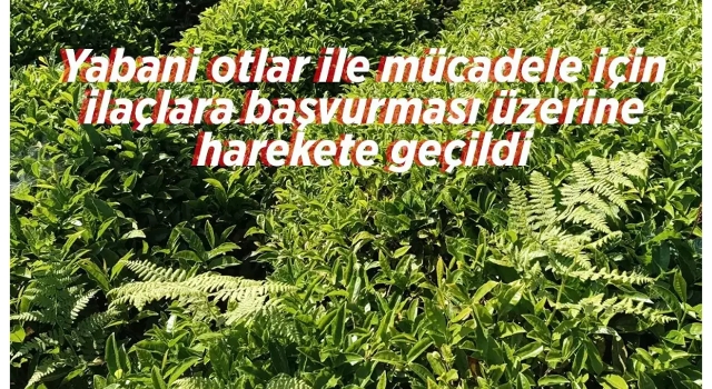 Çaylıklarda ilaçlama yapılması üzerine harekete geçildi