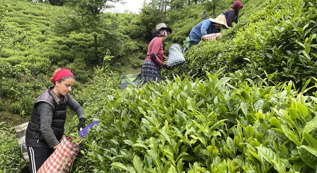 Deprem bölgesinde yapılacak "Çay Sokağı" konutlarına çay üreticilerinden destek