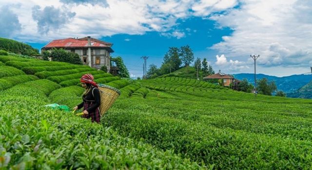 Doğu Karadeniz'den 4 ayda yapılan ihracat 510 milyon doları aştı