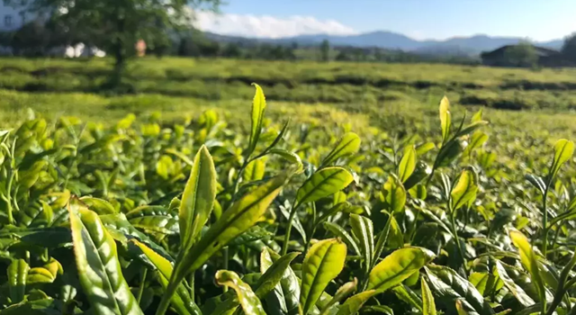 Lipton Doğu Karadeniz’de çay hasadına başladı