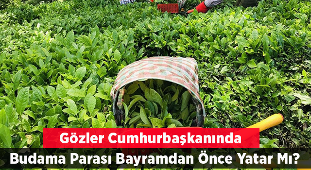 185 Bin Çay Üreticisinin Gözü Kulağı Budama Parası İçin Cumhurbaşkanı Erdoğan’da