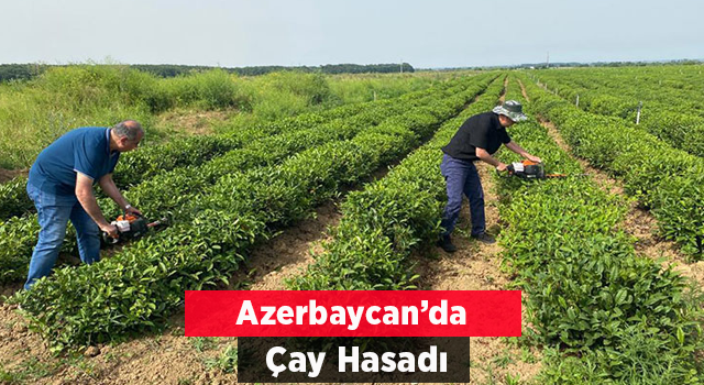 Azeri çayını incelediler