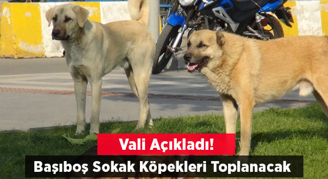 İstanbul Valisi Davut Gül talimatı verdi: Başıboş sokak köpekleri toplanacak