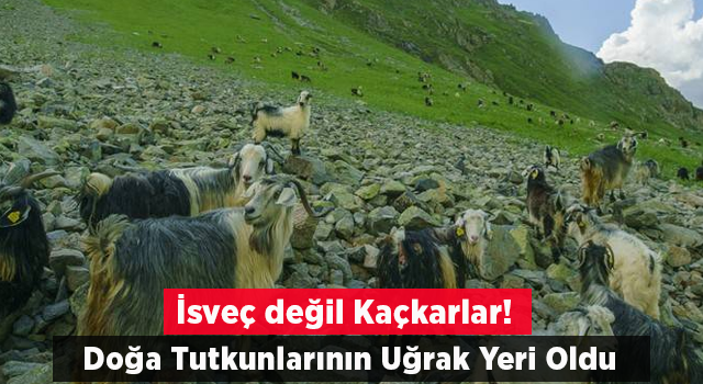 Kaçkar Dağları, Kurban Bayramı tatilinde doğa tutkunlarının uğrak yeri oldu