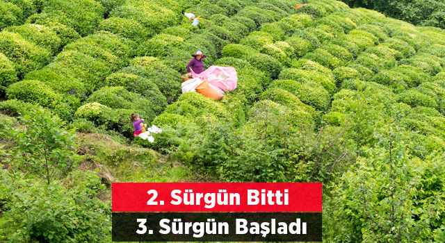 ÇAYKUR'da 2. Sürgün Yaş Çay Dönemi Sona Erdi, 3. Sürgün Başladı