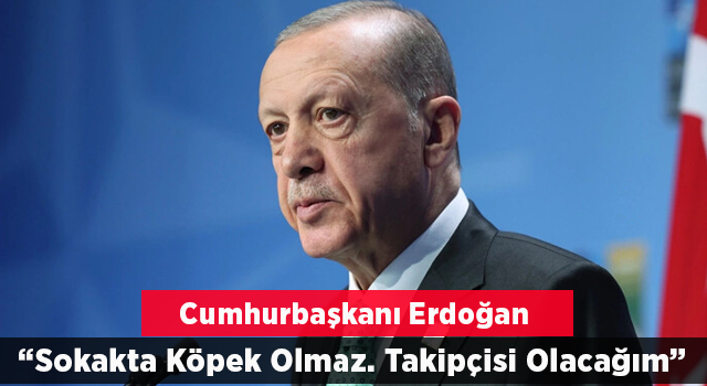 Cumhurbaşkanı Erdoğan başıboş köpek sorunuyla ilgili konuştu: Güvenli sokaklar için ne gerekiyorsa yapacağız